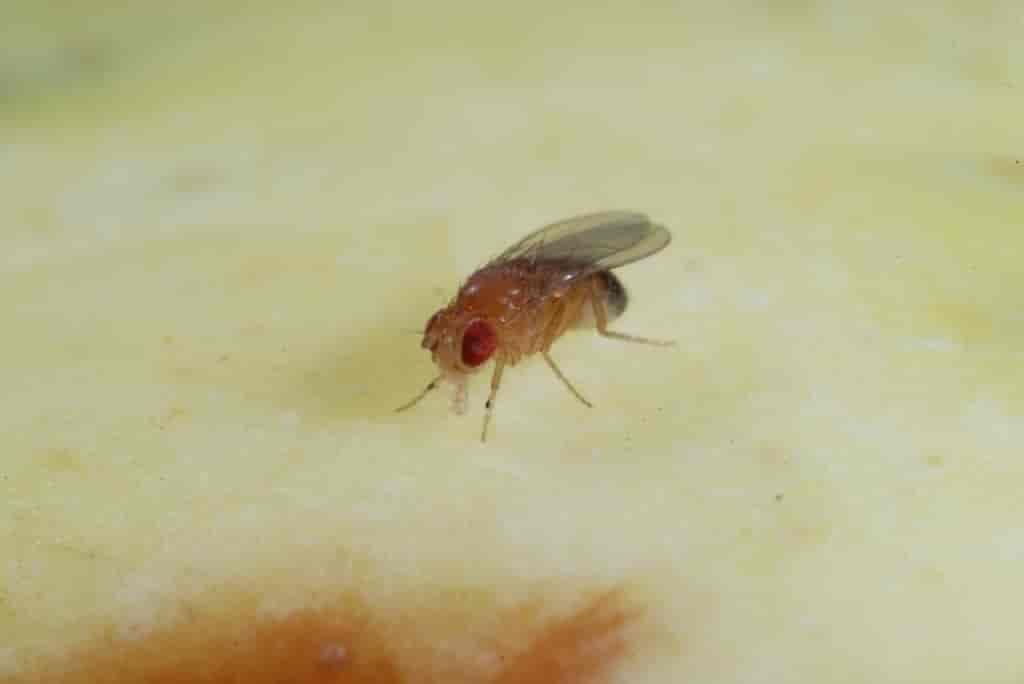 Drosophila melanogaster