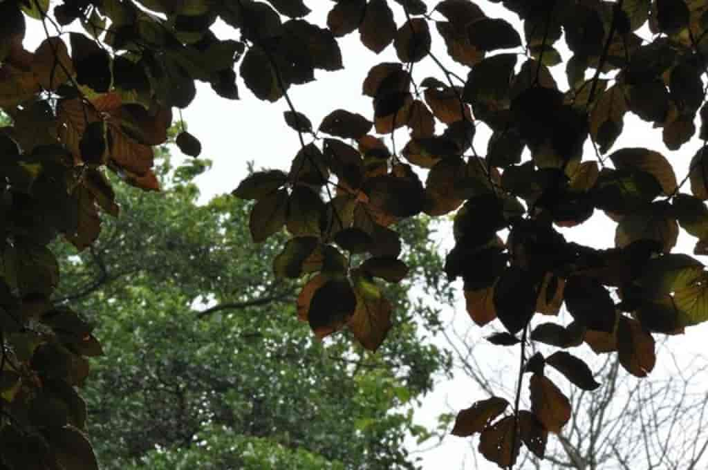 Fagus sylvatica (Atropunicea)