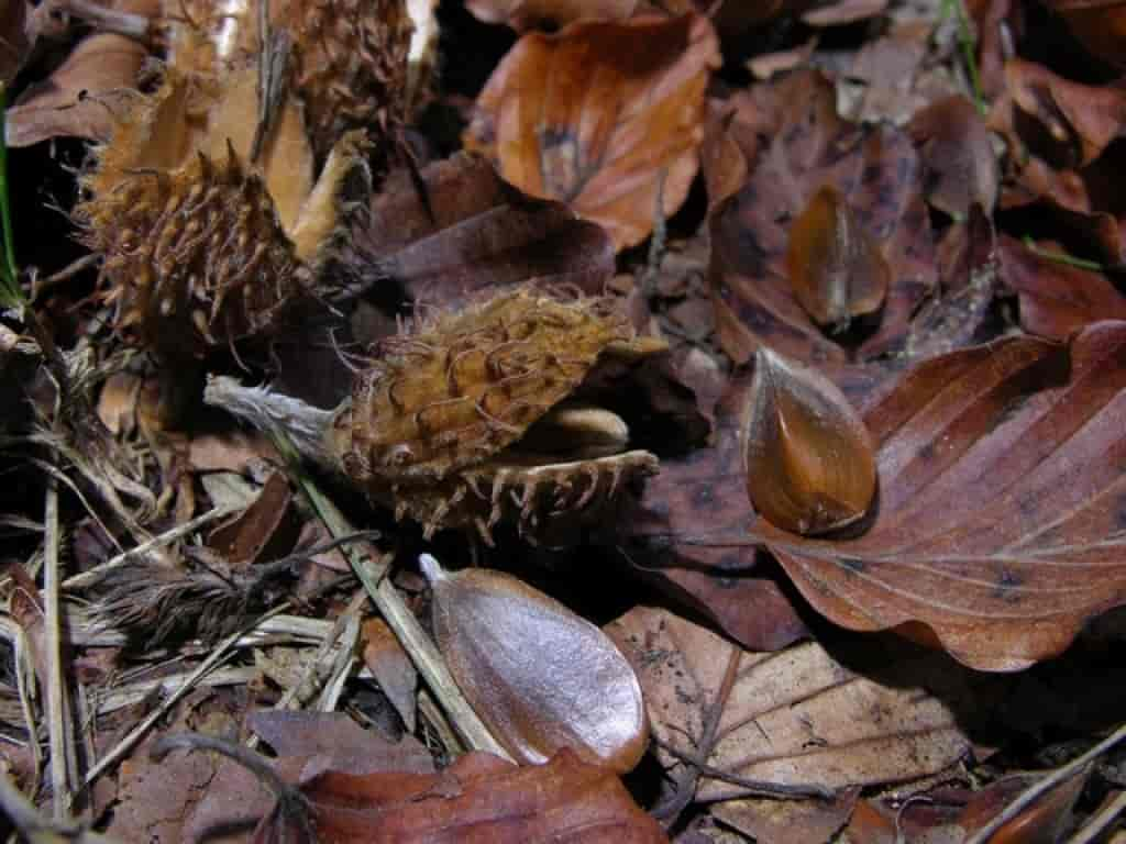 Fagus sylvatica