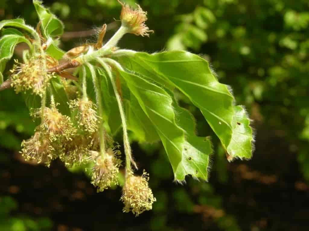 Fagus sylvatica