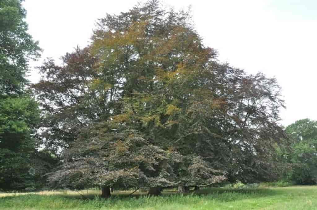 Fagus sylvatica (Atropunicea)