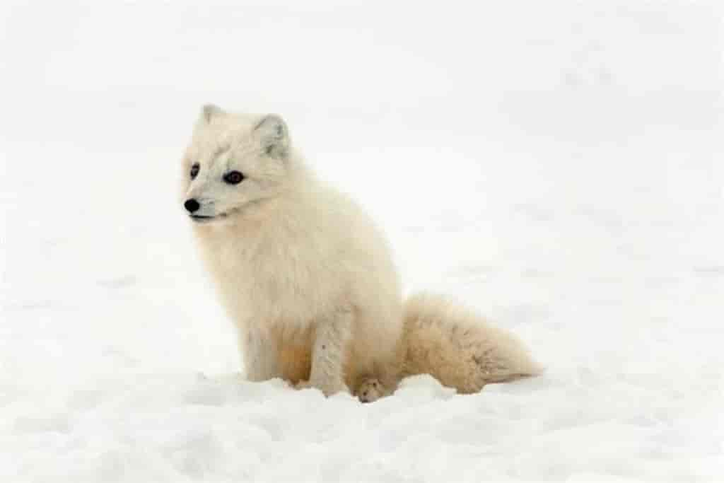 Vulpes lagopus