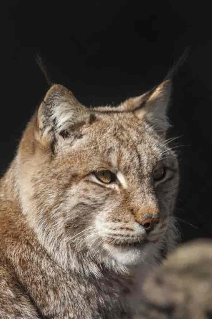 Lynx lynx