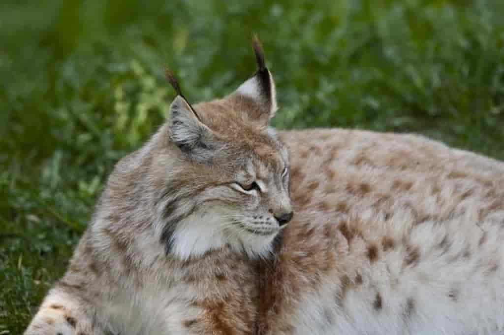 Lynx lynx