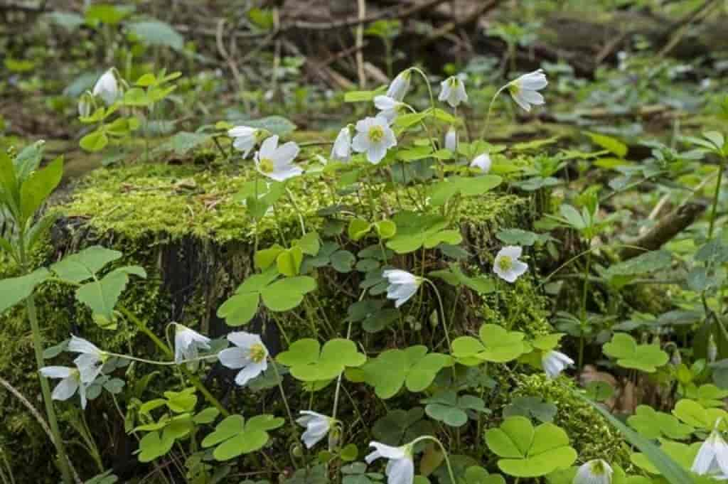 Oxalis acetosella