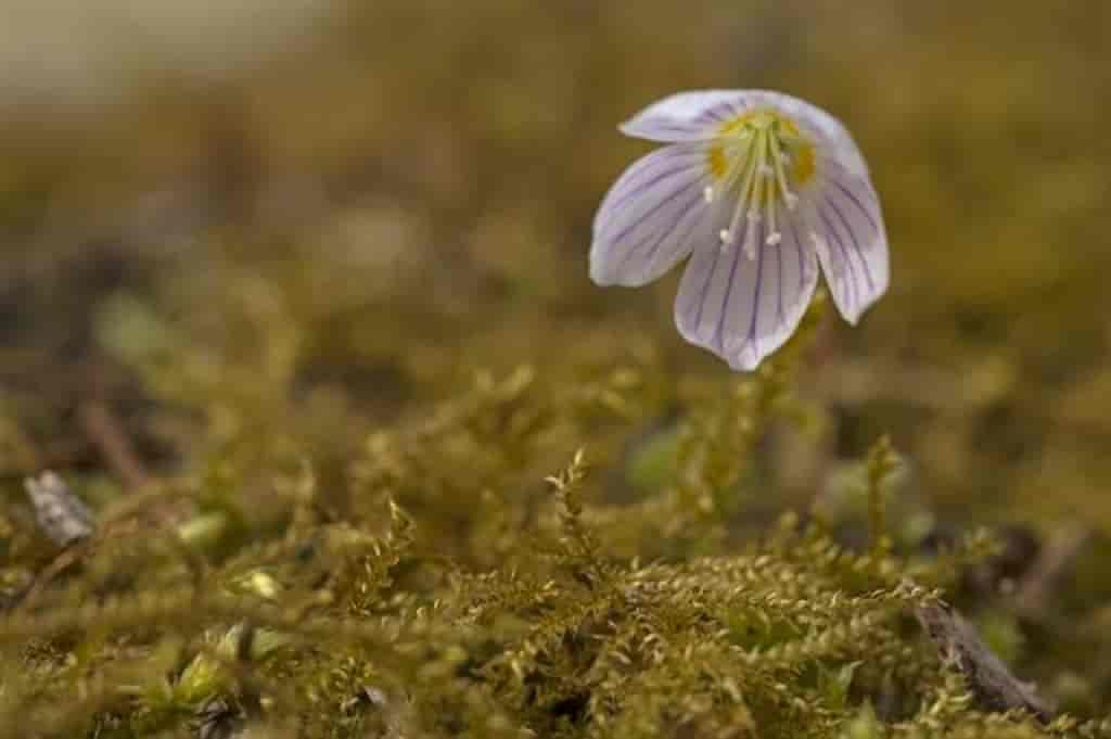 Oxalis acetosella