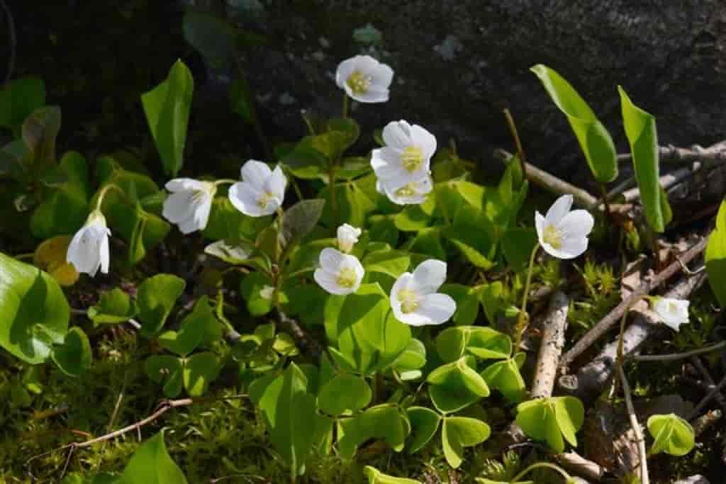 Oxalis acetosella