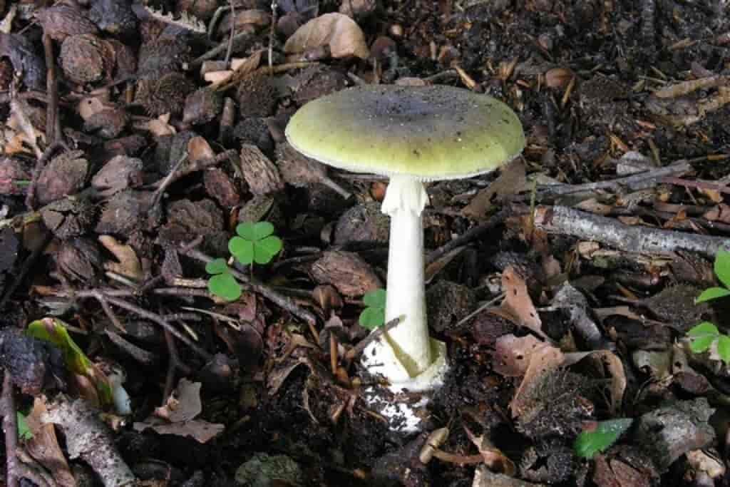 Amanita phalloides