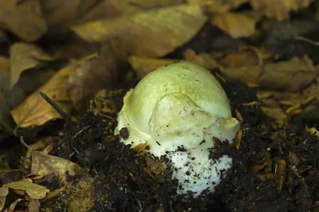 Amanita phalloides