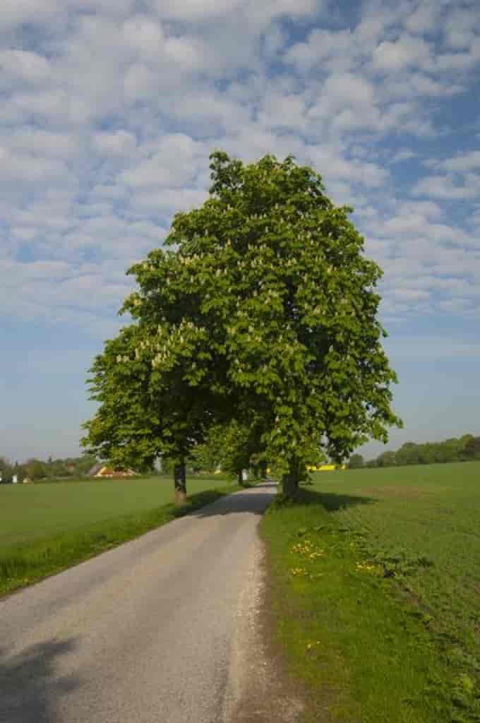 Aesculus hippocastanum