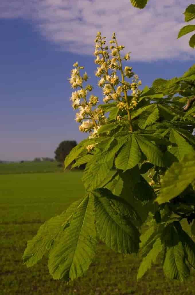 Aesculus hippocastanum