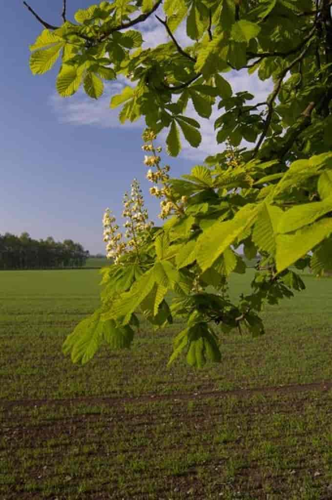 Aesculus hippocastanum