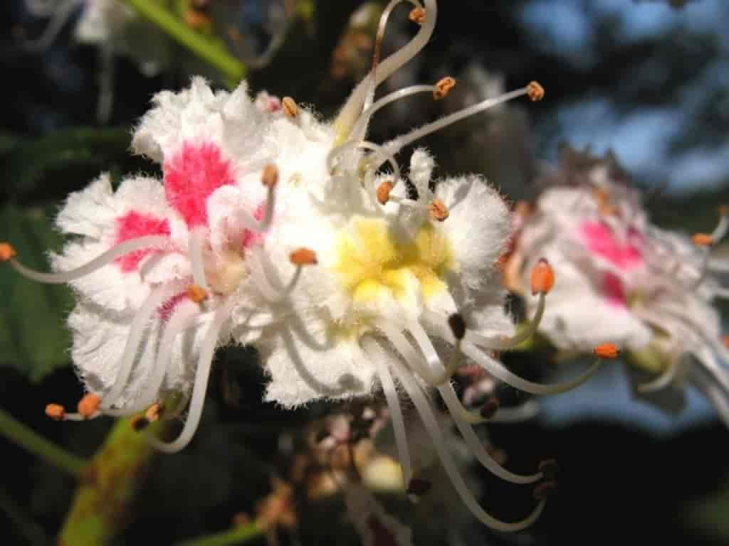 Aesculus hippocastanum