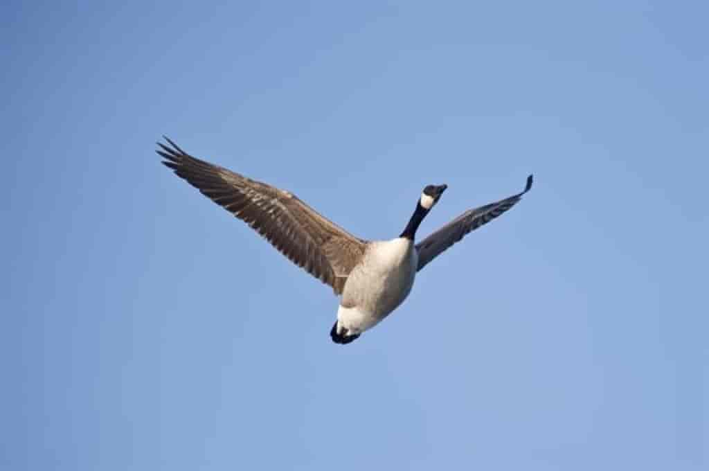 Branta canadensis