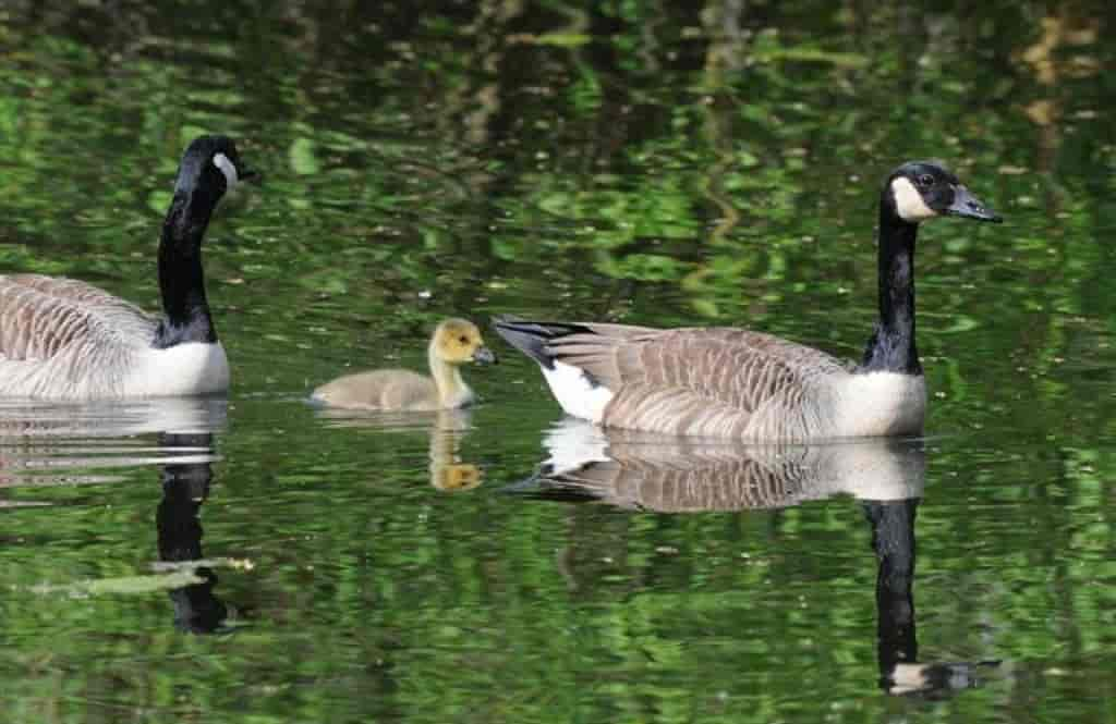 Branta canadensis