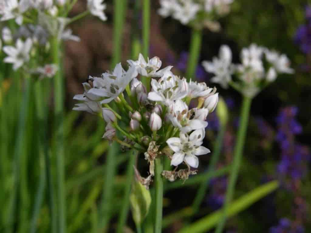 Allium tuberosum