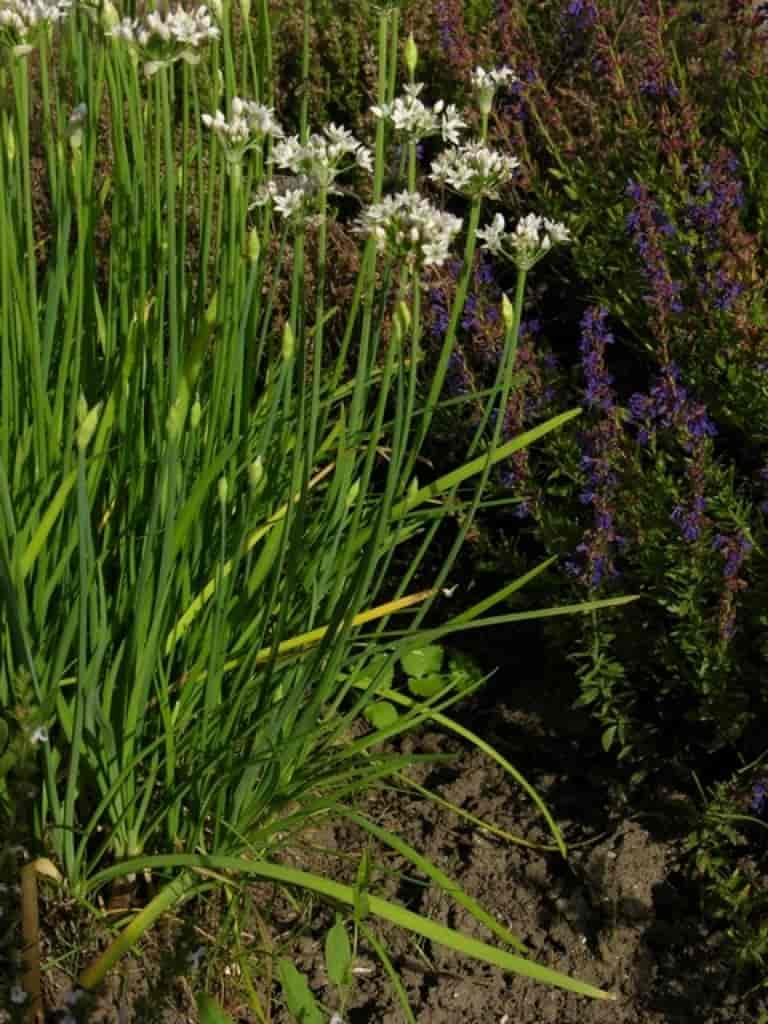 Allium tuberosum