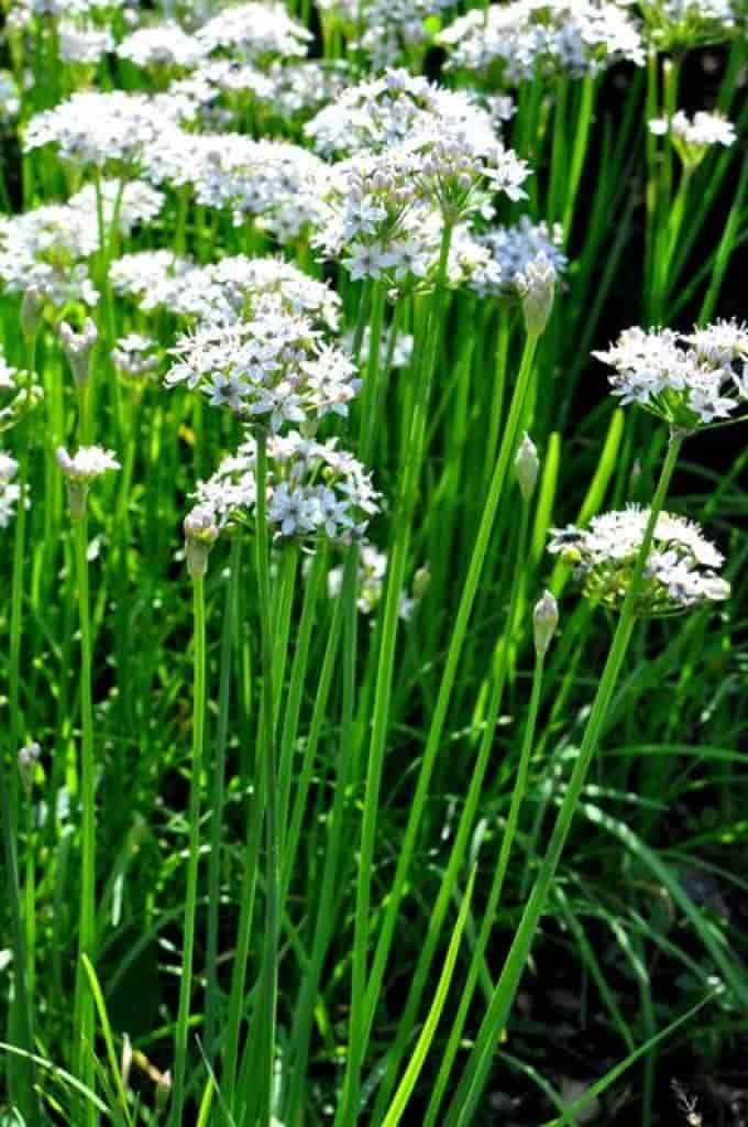 Allium tuberosum