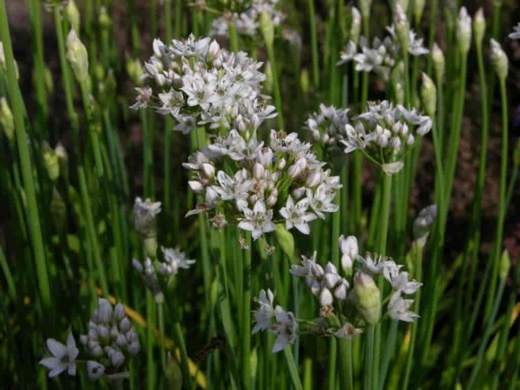 Allium tuberosum