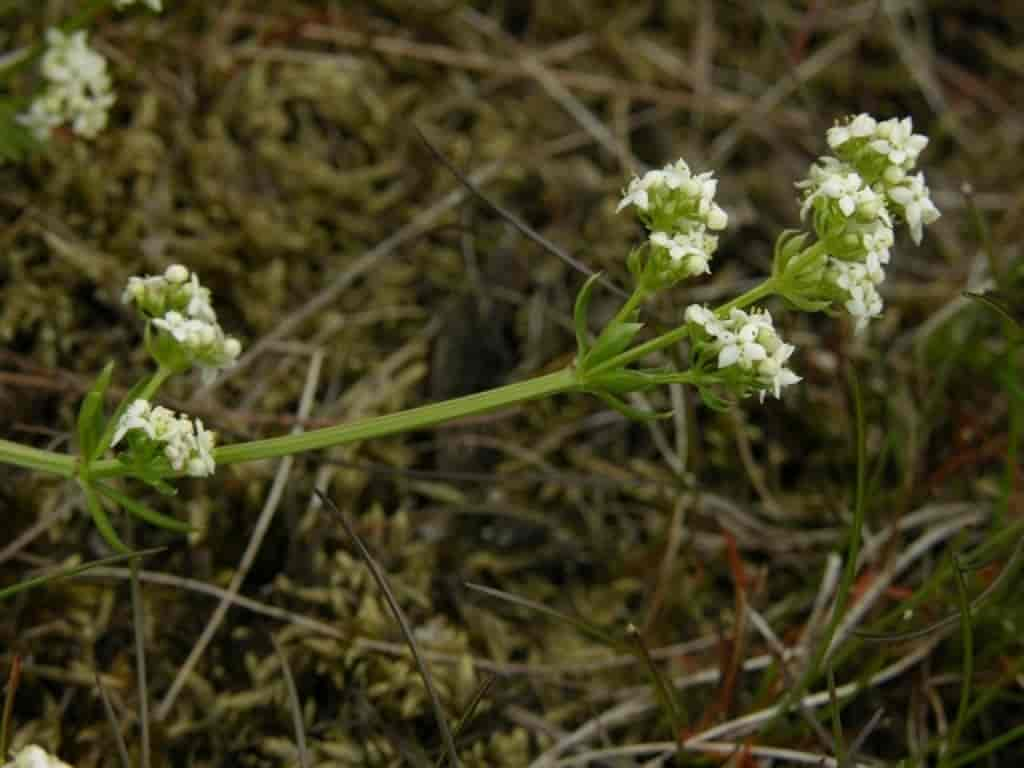 Galium saxatile