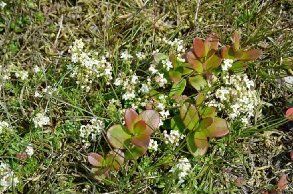 Galium saxatile