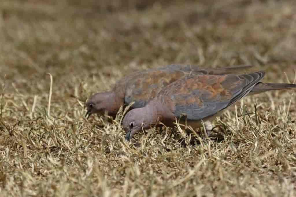 Streptopelia senegalensis