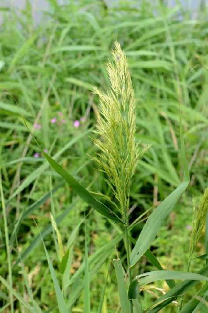 Phragmites australis