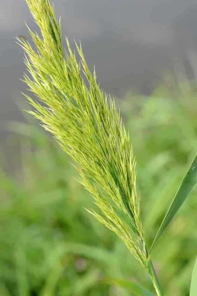 Phragmites australis