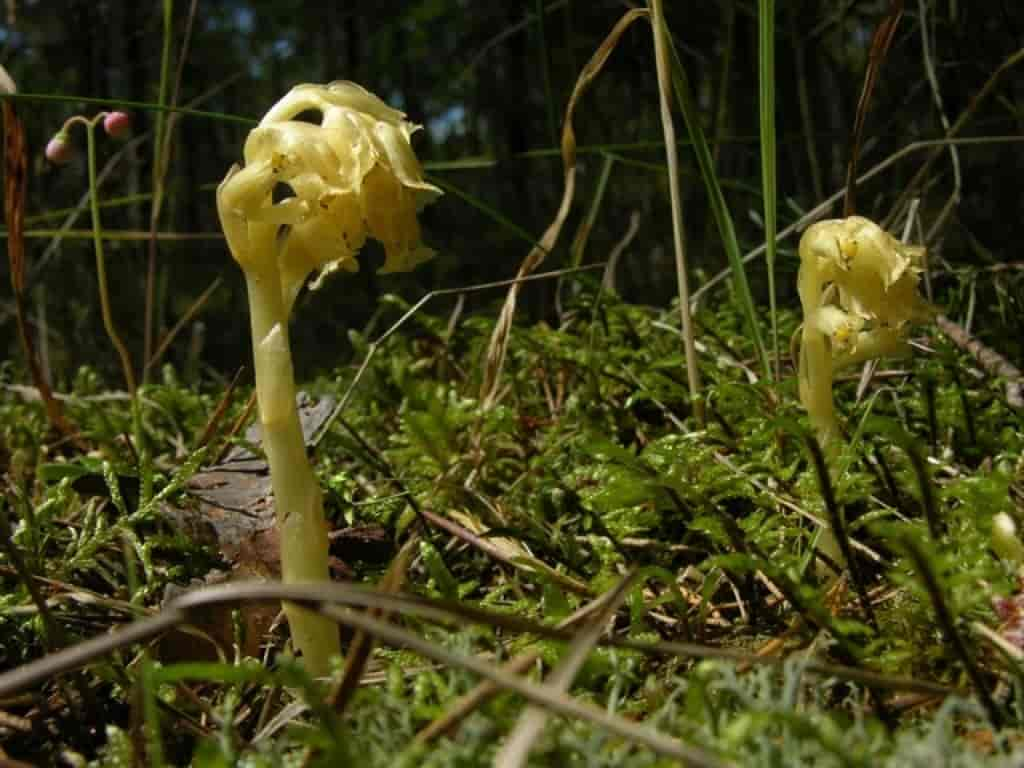 Monotropa hypopitys ssp. hypophegea