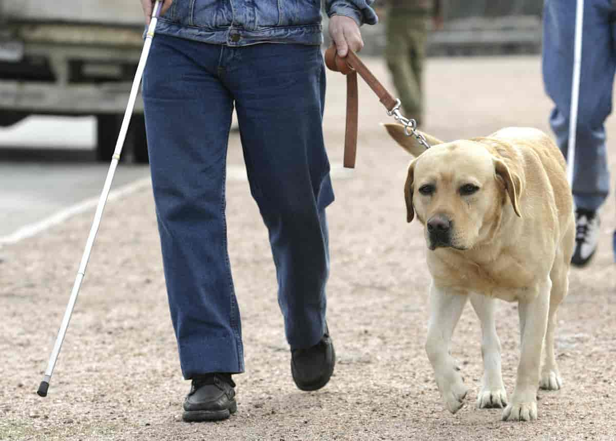 Førerhund og stokk