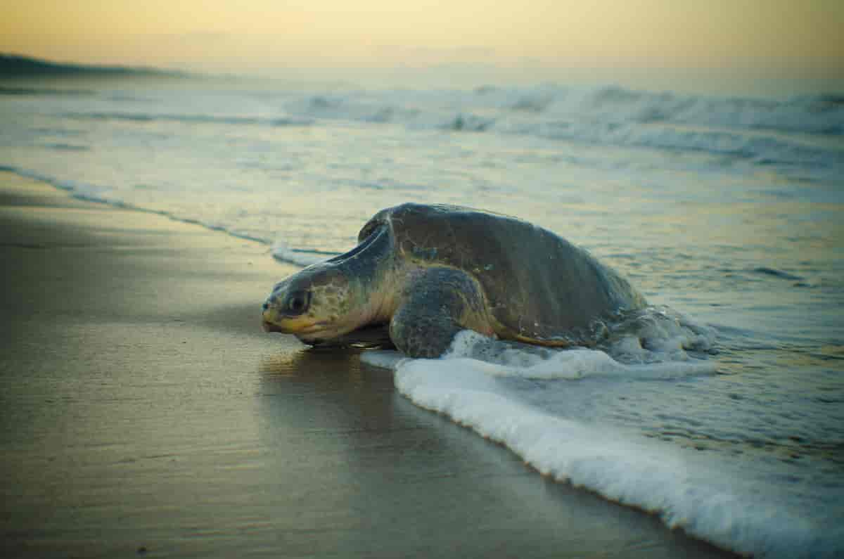 Lepidochelys olivacea