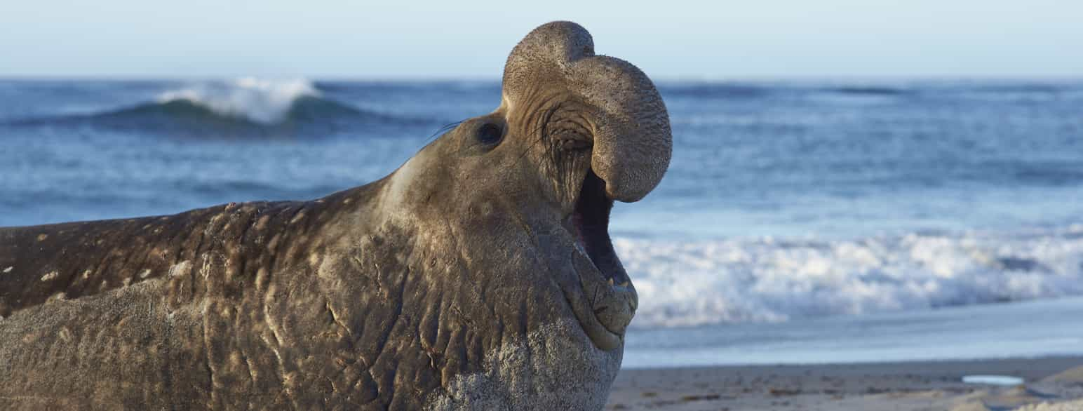 Hann av sørlig sjøelefant, Mirounga leonina, på Sea Lion Island, Falklandsøyene