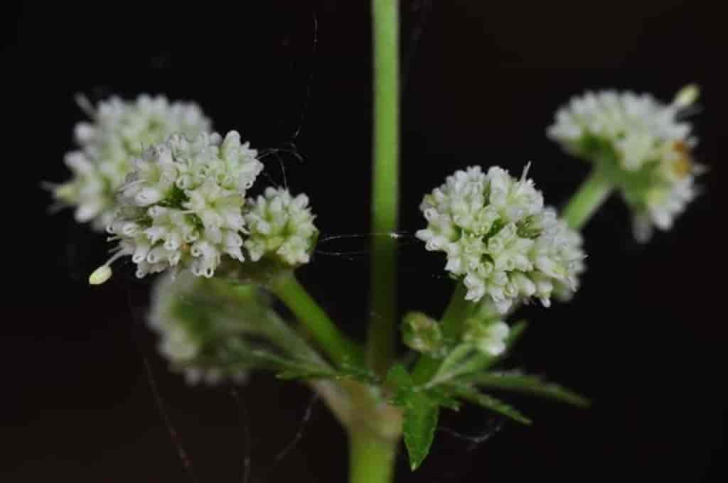 Sanicula europaea