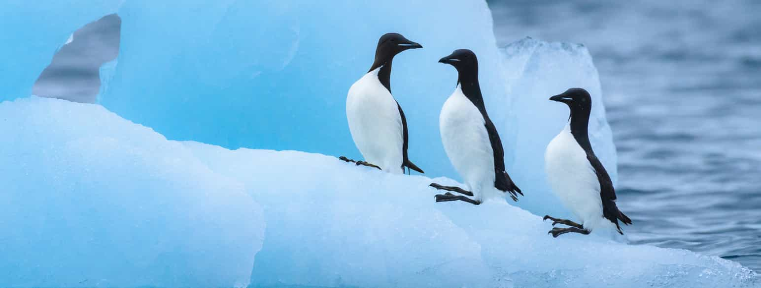 Polarlomvier tar  pause på flytende is, Svalbard