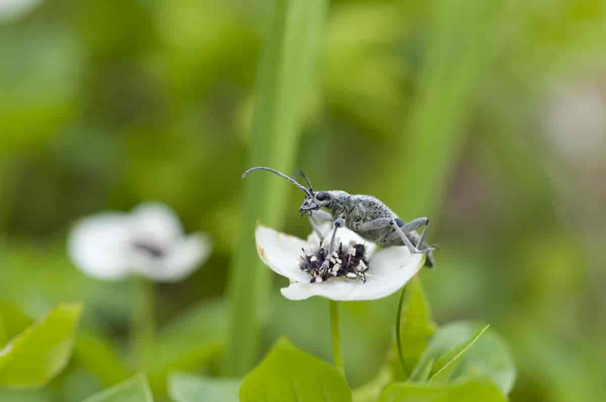 Lauvtreløper Rhagium mordax på skrubbær Chamaepericlymenum suecicum