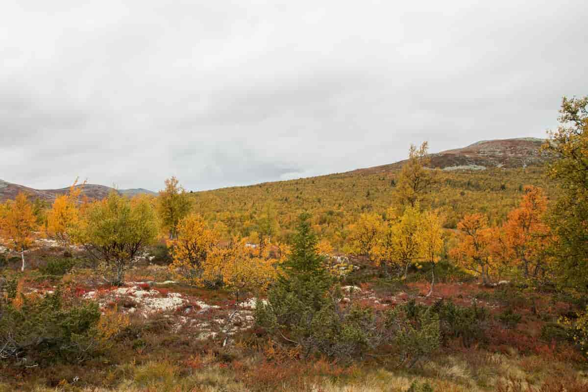 Boreal lauvskog om høsten