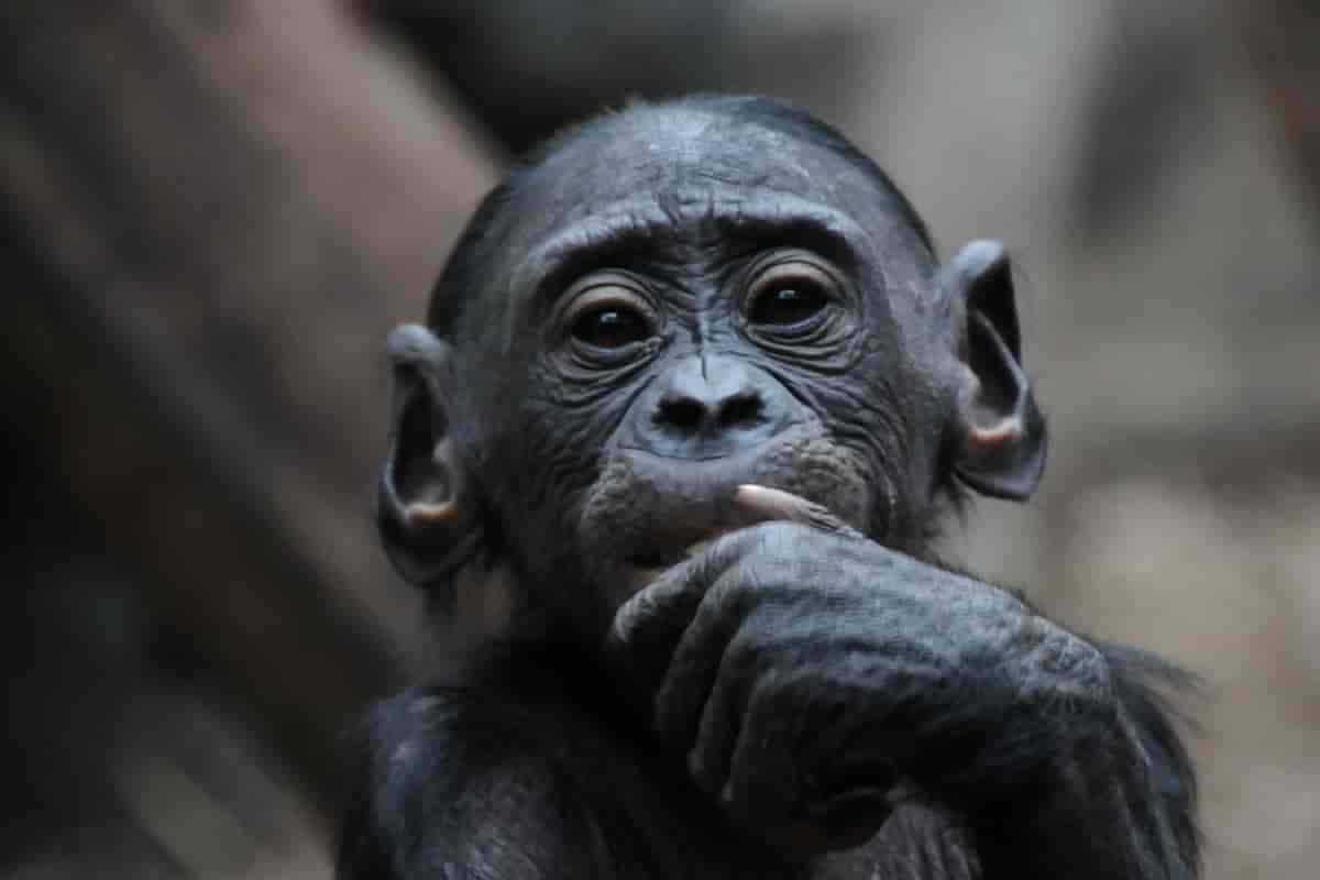 Dvergsjimpanse