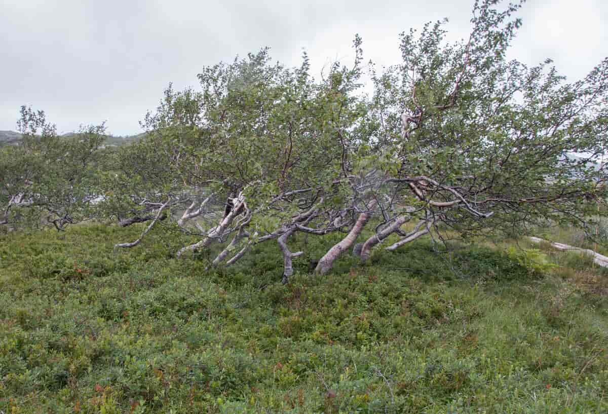 Vindslitte bjørkektrær