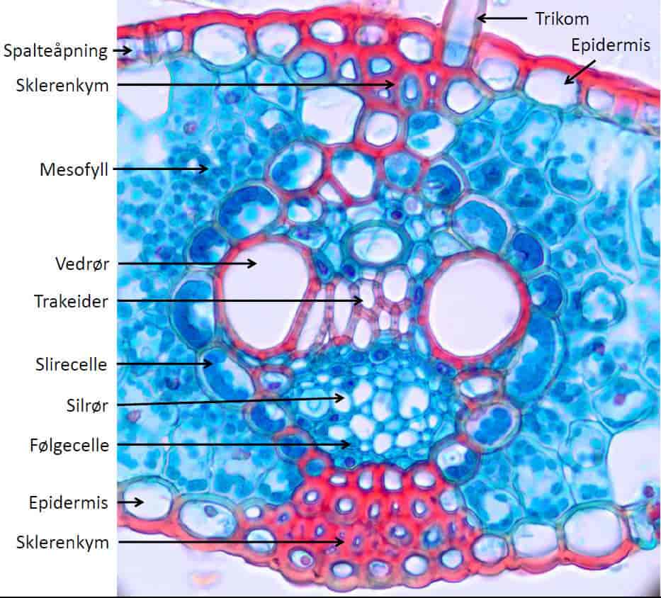 Detalj tverrsnitt maisblad