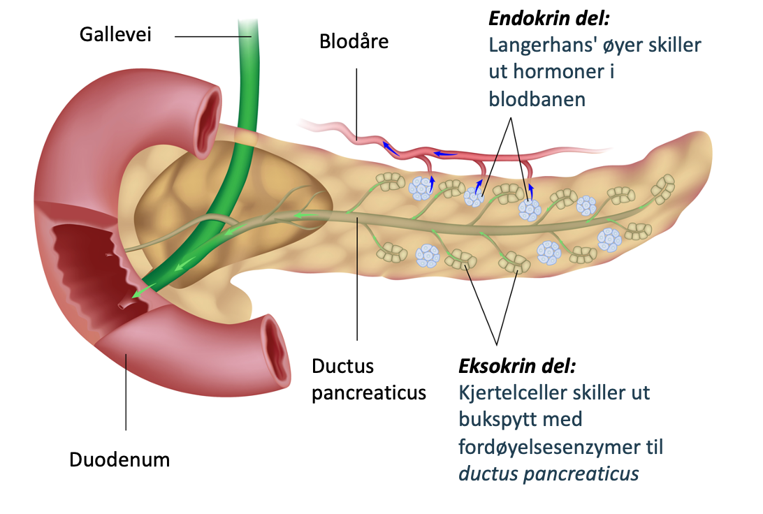 Illustrasjon av bukspyttkjertelen som viser eksokrint kjertelvev som skiller ut bukspytt med fordøyelsesenzymer, og endokrint vev med Langerhans' øyer som skiller ut hormoner i blodbanen. Illustrasjonen viser også utførselsganger som leder bukspytt ut i tolvfingertarmen.