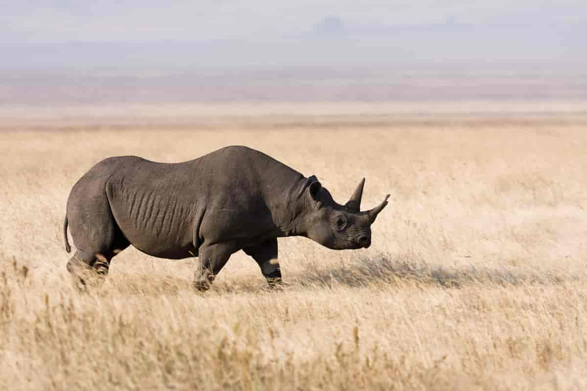 Spissneshorn fotografert i Ngorongoro bevaringsområde, Tanzania