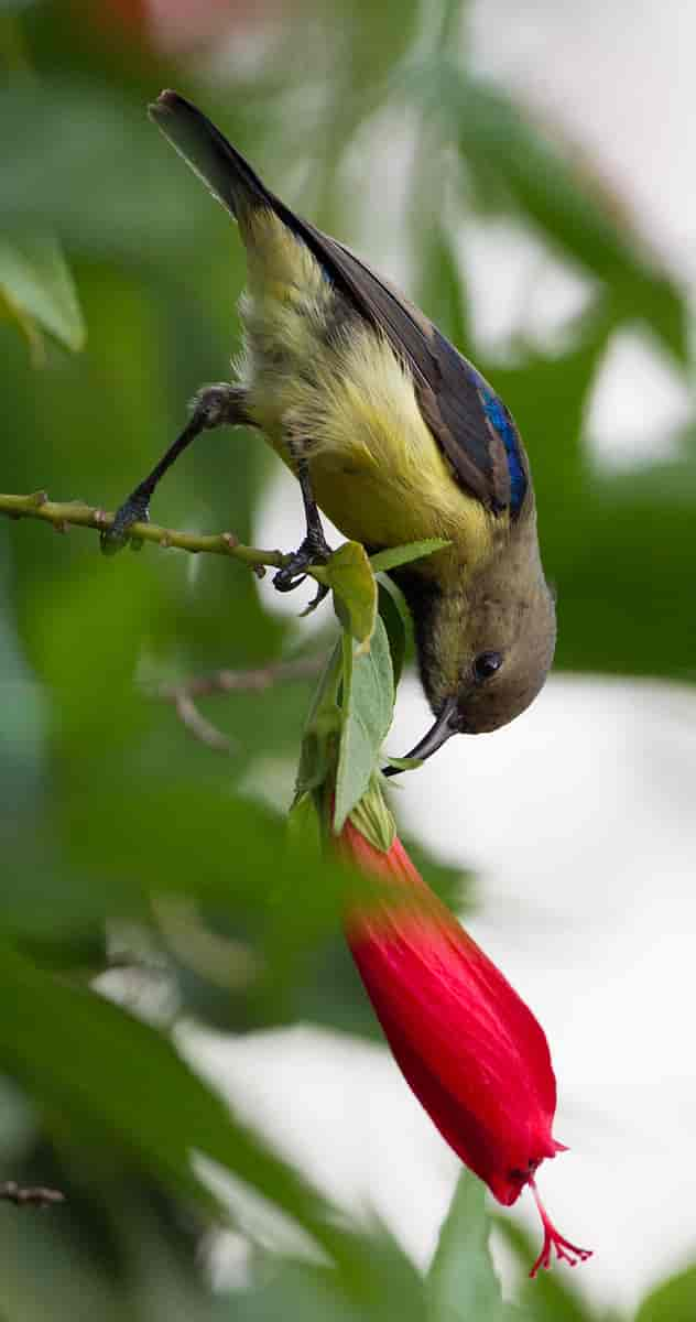 Venussolfugl, Cinnyris venustus.Tanzania.