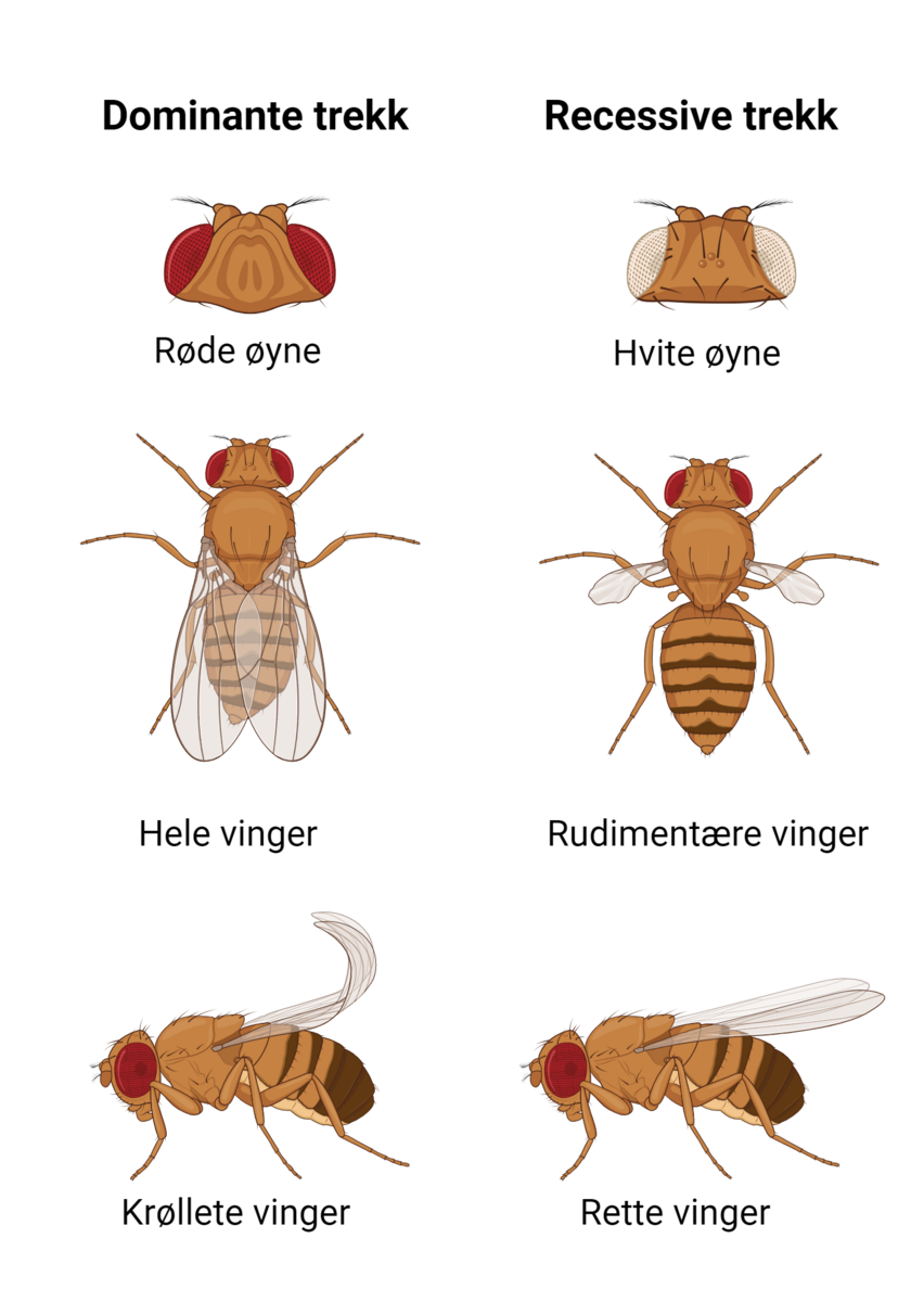 Dominante og recessive trekk hos bananflue