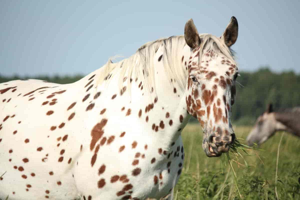 Hvit hest med brune prikker