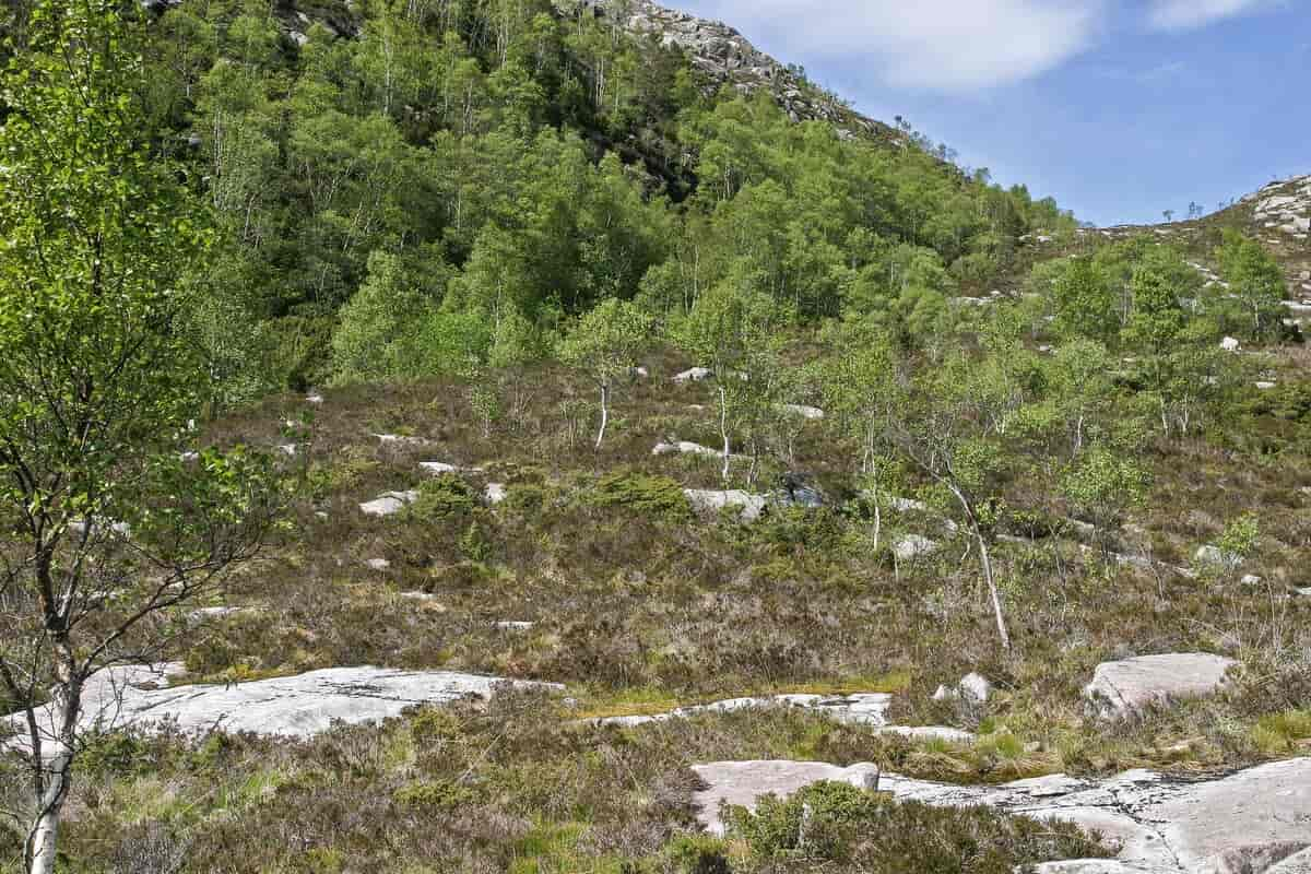 Skoggrense mot kystlynghei