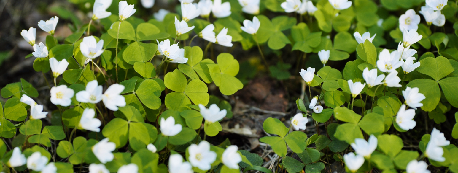 Mange Hvite oxalis blomster i skogen om våren.