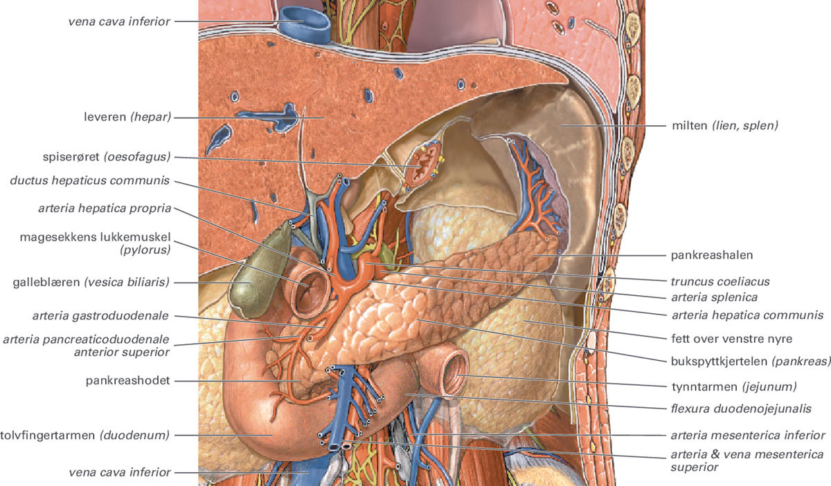 Illustrasjon som viser forskjellige organer og anatomiske strukturer i bukhulen. Illustrasjonen viser at bukspyttkjertelen ligger i øvre del av bukhulen, bak magesekken.