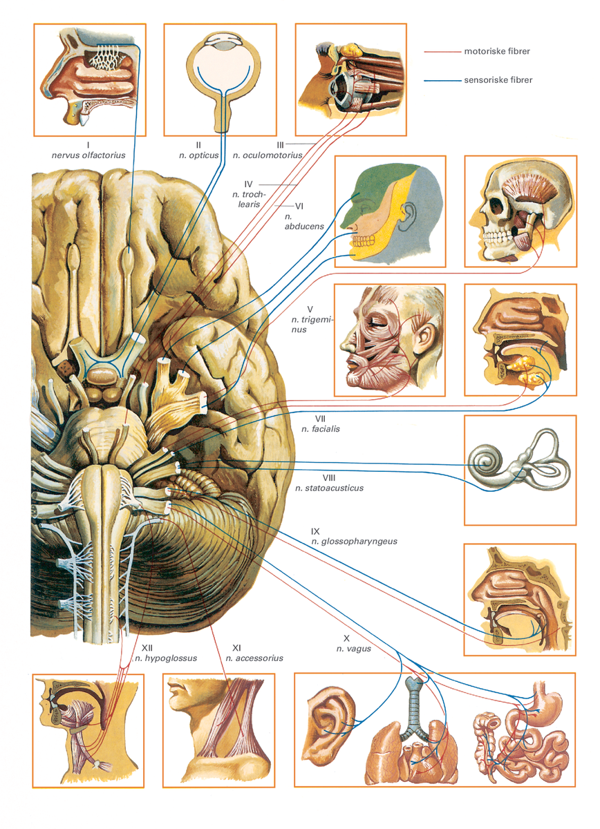Hjernenerver.