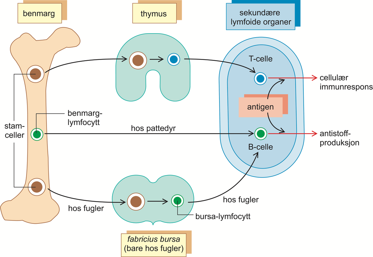 Immunitet