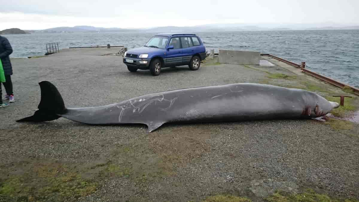 Plasthvalen på land